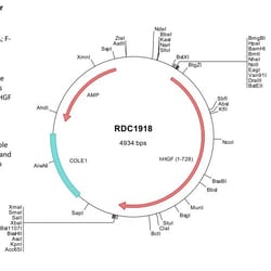 R&D Systems&trade;&nbsp;Human HGF (NP_000592) VersaClone cDNA