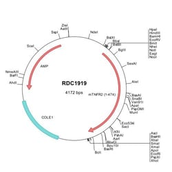 R&D Systems&trade;&nbsp;Mouse TNF RII/TNFRSF1B (NP_035740) VersaClone cDNA