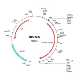 R&D Systems&trade;&nbsp;Human SIRP alpha/CD172a (NP_542970) VersaClone cDNA