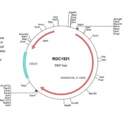 R D Systems Human KIAA0319-Like (NP_079150) VersaClone cDNA 10 &mu;g | Buy Online | R&amp;D Systems&trade; | Fisher Scientific