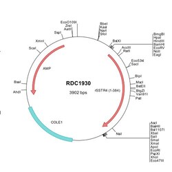 R&D Systems™ Rat Somatostatin R4/SSTR4 (NP_037168) VersaClone cDNA