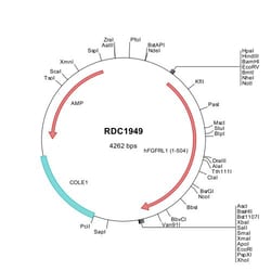 R D Systems Human FGFR5/FGFRL1 (NP_068742) VersaClone cDNA 10&mu;g:Protein