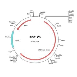 R&D Systems™ Human Protogenin (NP_776175) VersaClone cDNA