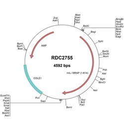 R&D Systems&trade;&nbsp;Mouse IL-18 R beta/IL-1 R7 (NP_034683) VersaClone cDNA