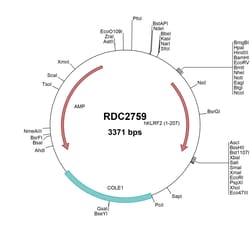 R&D Systems&trade;&nbsp;Human NKp65/KLRF2 (NP_001177694) VersaClone cDNA