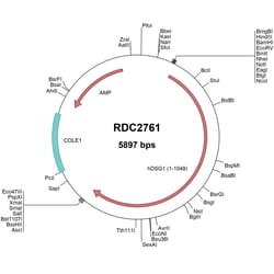 R&D Systems™ Human Desmoglein-1 (NP_001933) VersaClone cDNA