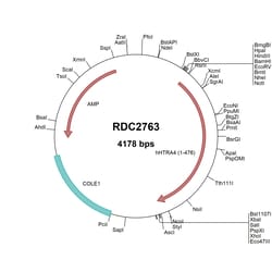 R&D Systems&trade;&nbsp;Human HTRA4 (NP_710159) VersaClone cDNA