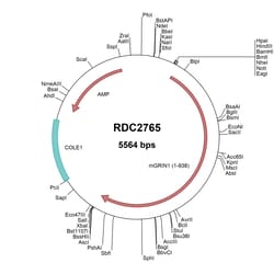 R&D Systems&trade;&nbsp;Mouse GRIN1/NMDAR1 (NP_032195) VersaClone cDNA