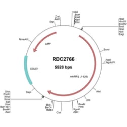 R&D Systems&trade;&nbsp;Mouse Neuropilin-2 (NP_001070872) VersaClone cDNA