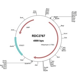 R&D Systems&trade;&nbsp;Human Neprilysin/CD10 (NP_009218) VersaClone cDNA
