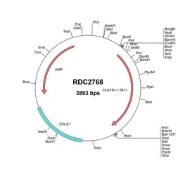 R&D Systems&trade;&nbsp;Mouse Layilin (NP_001028706) VersaClone cDNA