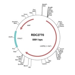 R&D Systems™ Mouse NPRB/NPR2 (NP_776149) VersaClone cDNA