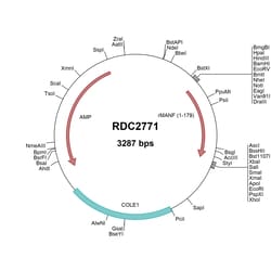 R&D Systems&trade;&nbsp;Rat MANF (AAI66980) VersaClone cDNA