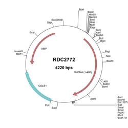 R&D Systems&trade;&nbsp;Human MDM4/MDMX (NP_002384) VersaClone cDNA