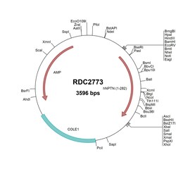 R&D Systems&trade;&nbsp;Human Neuroplastin (NP_059429) VersaClone cDNA
