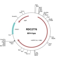 R&D Systems&trade;&nbsp;Mouse GPR116 (XP_006524190) VersaClone cDNA