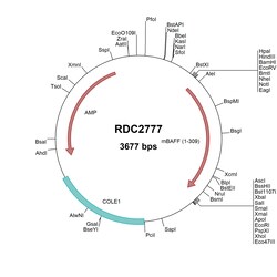 R&D Systems™ Mouse BAFF/BLyS/TNFSF13B (NP_296371) VersaClone cDNA