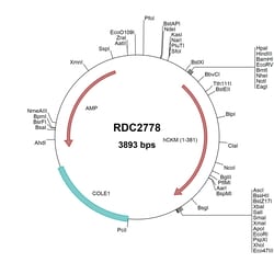 R D Systems Human Creatine Kinase MM/CKMM (NP_001815) VersaClone cDNA 10 &mu;g | Buy Online | R&amp;D Systems&trade; | Fisher Scientific