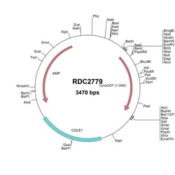 R D Systems Cynomolgus Monkey CD7 (XP_005585387) VersaClone cDNA 10 &mu;g | Buy Online | R&amp;D Systems&trade; | Fisher Scientific