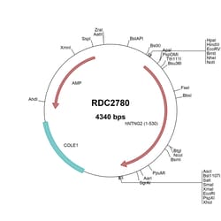 R&D Systems&trade;&nbsp;Human Netrin-G2a (NP_115925) VersaClone cDNA