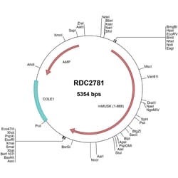 R&D Systems™ Mouse MuSK (NP_035074) VersaClone cDNA