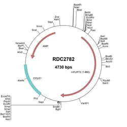 R&D Systems&trade;&nbsp;Mouse FLRT2 (NP_958926) VersaClone cDNA