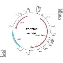 R&D Systems&trade;&nbsp;Mouse FLRT3 (NP_848469) VersaClone cDNA