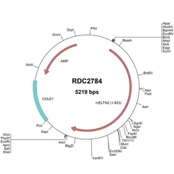 R&D Systems™ Mouse ELFN2 (NP_898964) VersaClone cDNA