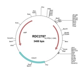 R&D Systems&trade;&nbsp;Mouse LYPD4 (NP_877586) VersaClone cDNA