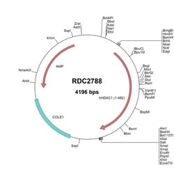 R&D Systems&trade;&nbsp;Human Histone Deacetylase 1/HDAC1(NP_004955) VersaClone cDNA