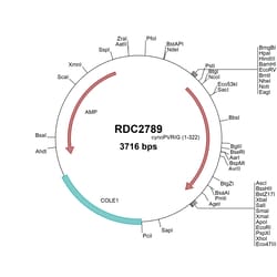R&D Systems&trade;&nbsp;Cynomolgus Monkey PVRIG (EHH62181) VersaClone cDNA