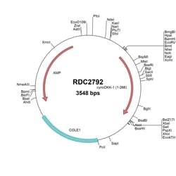 R&D Systems&trade;&nbsp;Cynomolgus Monkey Dkk-1 (XP_005565907) VersaClone cDNA