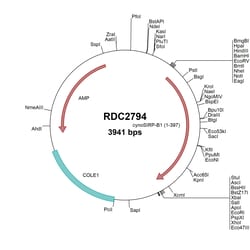 R&D Systems™ Cyno Monkey SIRP beta 1/CD172b(XP_005568593) VersaClone cDNA