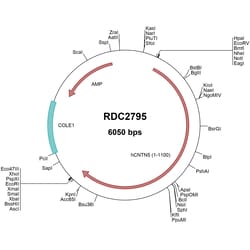 R&D Systems™ Human Contactin-5 (NP_055176) VersaClone cDNA