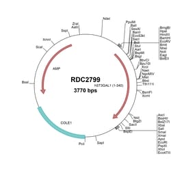 R&D Systems&trade;&nbsp;Human ST3GAL1 (NP_003024) VersaClone cDNA