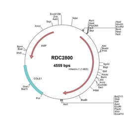 R&D Systems&trade;&nbsp;Mouse Netrin-1 (AAC52971) VersaClone cDNA