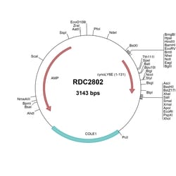 R&D Systems&trade;&nbsp;Cynomolgus Monkey Ly6E (NP_001270930) VersaClone cDNA