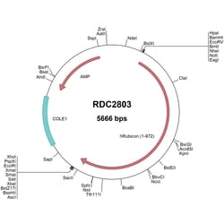 R&D Systems™ Human Rubicon (NP_055502) VersaClone cDNA