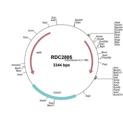 R&D Systems™ Mouse Syndecan-4 (NP_035651) VersaClone cDNA