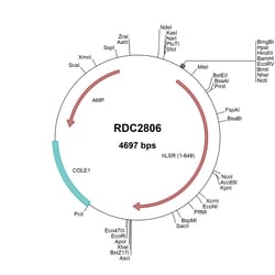 R&D Systems&trade;&nbsp;Human LSR (NP_991403) VersaClone cDNA