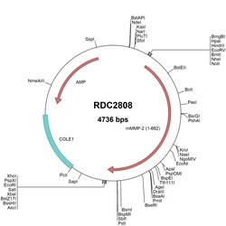 R&D Systems™ Mouse MMP-2 (NP_032636) VersaClone cDNA