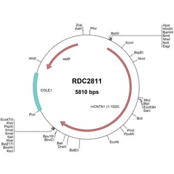 R D Systems Mouse Contactin-1 (AAH66864) VersaClone cDNA 10 ug | Buy Online | R&amp;D Systems&trade; | Fisher Scientific