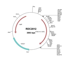 R&D Systems&trade;&nbsp;Human Pentraxin 3/TSG-14 (NP_002843) VersaClone cDNA