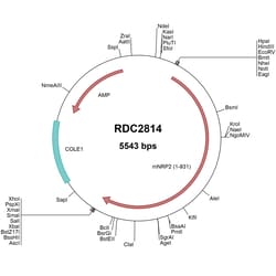 R&D Systems&trade;&nbsp;Mouse Neuropilin-2 (NP_001070871) VersaClone cDNA