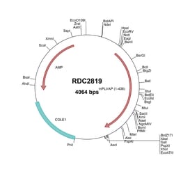 R&D Systems&trade;&nbsp;Mouse PLVAP (NP_115774) VersaClone cDNA