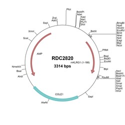 R&D Systems™ Mouse KLRG1 (NP_058666) VersaClone cDNA