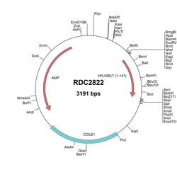 R&D Systems™ Human PLGRKT (NP_060935) VersaClone cDNA