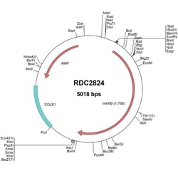 R&D Systems&trade;&nbsp;Human IKK beta (NP_001547) VersaClone cDNA