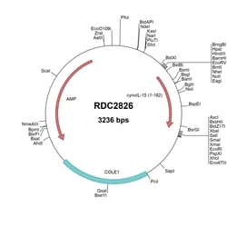 R&D Systems™ Cynomolgus Monkey IL-15 (NP_001274605) VersaClone cDNA
