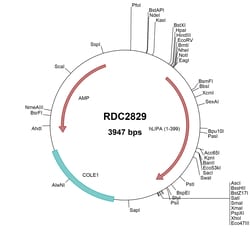 R&D Systems&trade;&nbsp;Human LIPA (NP_000226) VersaClone cDNA